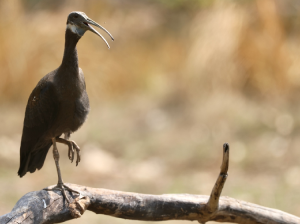 White-shouldered Ibis, 白肩黑鹮, Pseudibis davisoni-gallery-