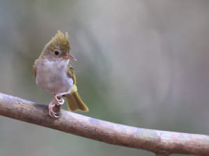 White-bellied Erpornis, 白腹凤鹛, Erpornis zantholeuca-gallery-