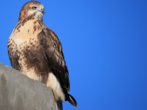 Upland Buzzard, 大鵟, Buteo hemilasius-gallery-