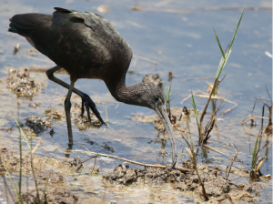 Glossy Ibis, 彩鹮, Plegadis falcinellus-gallery-