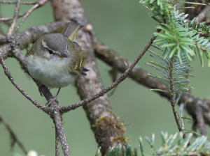 Greenish Warbler, 暗绿柳莺, Phylloscopus trochiloides-gallery-