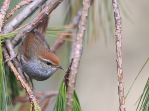 Grey-sided Bush Warbler, 棕顶树莺, Cettia brunnifrons-gallery-