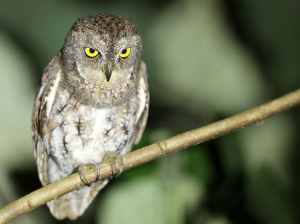 Oriental Scops Owl, 红角鸮, Otus sunia-gallery-