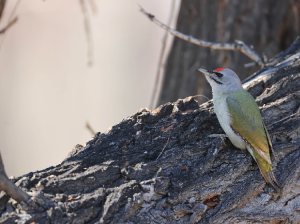 Grey-headed Woodpecker, 灰头蓝啄木鸟, Picus canus-gallery-