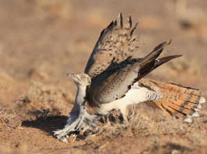 MacQueen’s Bustard, 波斑鸨, Chlamydotis macqueenii-gallery-