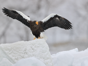 Steller’s Sea Eagle, 虎头海雕, Haliaeetus pelagicus-gallery-