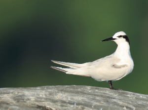 Black-naped Tern, 黑枕燕鸥, Sterna sumatrana-gallery-