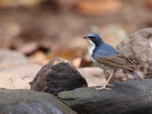 Siberian Blue Robin, 蓝歌鸲, Larvivora cyane-gallery-