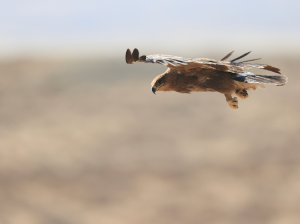 Steppe Eagle, 草原雕, Aquila nipalensis-gallery-