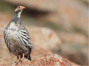 Tibetan Snowcock, 藏雪鸡, Tetraogallus tibetanus-gallery-