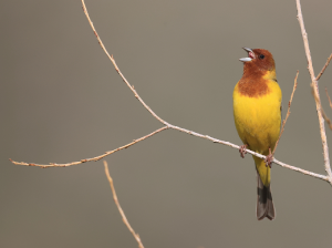 Red-headed Bunting, 褐头鹀, Emberiza bruniceps-gallery-