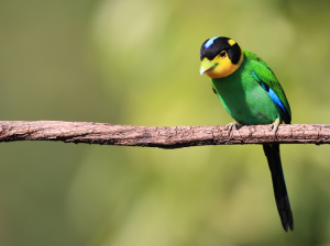 Long-tailed Broadbill, 长尾阔嘴鸟, Psarisomus dalhousiae-gallery-