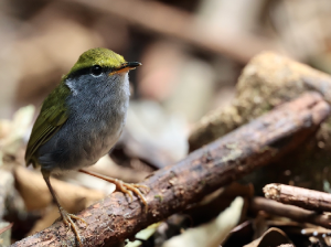 Grey-bellied Tesia, 灰腹地莺, Tesia cyaniventer-gallery-