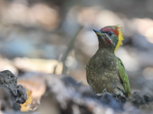 Lesser Yellownape, 黄冠啄木鸟, Picus chlorolophus-gallery-