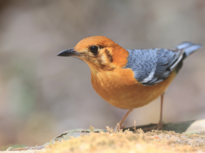 Orange-headed Thrush, 橙头地鸫, Geokichla citrina-gallery-