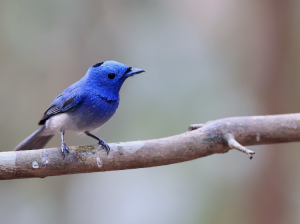 Black-naped Monarch, 黑枕王鹟, Hypothymis azurea-gallery-