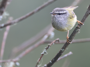 Ashy-throated Warbler, 灰喉柳莺, Phylloscopus maculipennis-gallery-