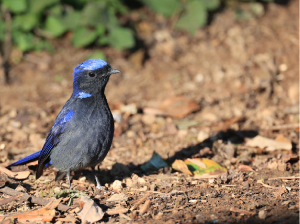 Large Niltava, 大仙鹟, Niltava grandis-gallery-