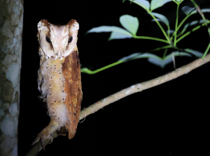 Oriental Bay Owl, 栗鸮, Phodilus badius-gallery-