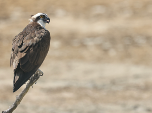 Osprey, 彩鹮, Plegadis falcinellus-gallery-