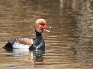 Red-crested Pochard, 赤嘴潜鸭, Netta rufina-gallery-