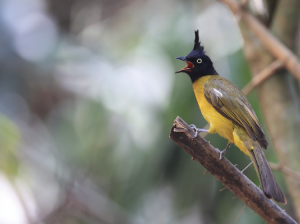 Black-crested Bulbul, 黑冠黄鹎, Pycnonotus flaviventris-gallery-