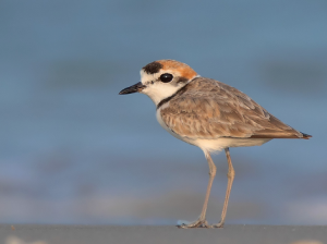 Malaysian Plover, 马来鸻, Charadrius peronii-gallery-