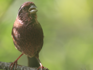 Dark-rumped Rosefinch, 棕朱雀, Carpodacus edwardsii-gallery-