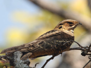 Large-tailed Nightjar, 长尾夜鹰, Caprimulgus macrurus-gallery-