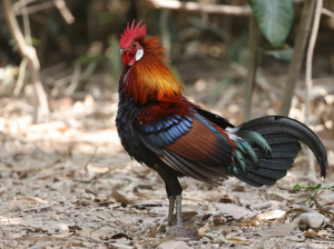 Red Junglefowl, 红原鸡, Gallus gallus-gallery-