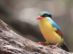 Indochinese Green Magpie, 印支绿鹊, Cissa hypoleuca-gallery-