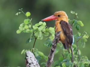 Brown-winged Kingfisher, 褐翅翡翠, Pelargopsis amauroptera-gallery-