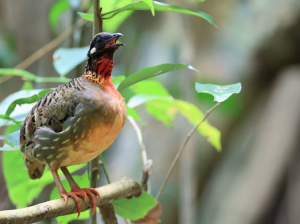 Hainan Partridge, 海南山鹧鸪, Arborophila ardens-gallery-