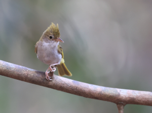 White-bellied Erpornis, 白腹凤鹛, Erpornis zantholeuca-gallery-