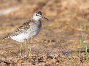 Wood Sandpiper, 林鹬, Tringa glareola-gallery-