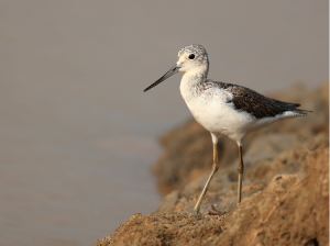 Common Greenshank, 青脚鹬, Tringa nebularia-gallery-