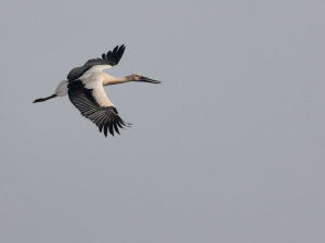 Oriental Stork, 东方白鹳, Ciconia boyciana-gallery-