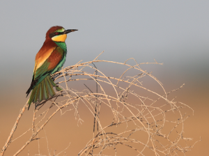 European Bee-eater, 黄喉蜂虎, Merops apiaster-gallery-