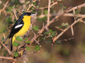 Common Iora, 黑翅雀鹎, Aegithina tiphia-gallery-