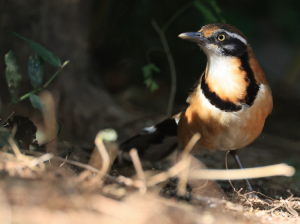 Lesser Necklaced Laughingthrush, 小黑领噪鹛, Garrulax monileger-gallery-