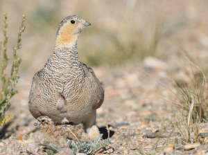 Tibetan Sandgrouse, 西藏毛腿沙鸡, Syrrhaptes tibetanus-gallery-