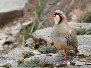 Przevalski’s Partridge, 大石鸡, Alectoris magna-gallery-