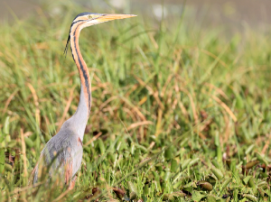 Purple Heron, 草鹭, Ardea purpurea-gallery-