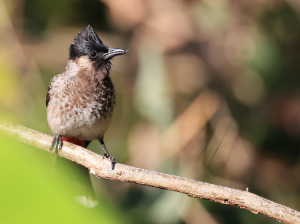 Red-vented Bulbul, 黑喉红臀鹎, Pycnonotus cafer-gallery-