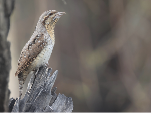 Eurasian Wryneck, 蚁?, Jynx torquilla-gallery-