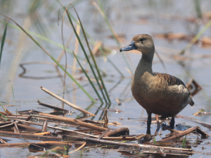 Lesser Whistling Duck, 栗树鸭, Dendrocygna javanica-gallery-