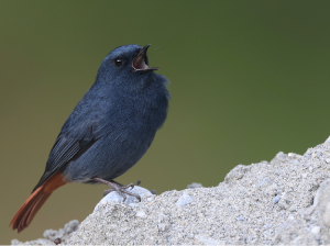 Plumbeous Water Redstart, 红尾水鸲, Phoenicurus fuliginosus-gallery-