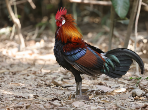 Red Junglefowl, 红原鸡, Gallus gallus-gallery-