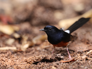 White-rumped Shama, 白腰鹊鸲, Copsychus malabaricus-gallery-