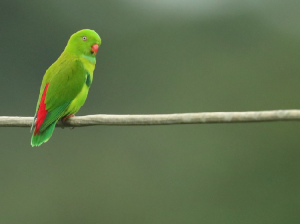 Vernal Hanging Parrot, 短尾鹦鹉, Loriculus vernalis-gallery-